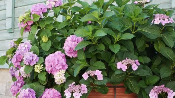 Muhteşem Infloresans Ortanca Bahçesi Güzel Hortensiya Çiçekleri — Stok video
