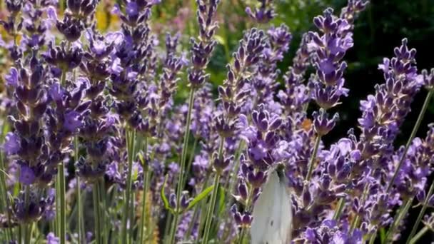 Flores Azules Lavandula Mariposa Fondo Natural Hermosa Vista Verano Con — Vídeos de Stock