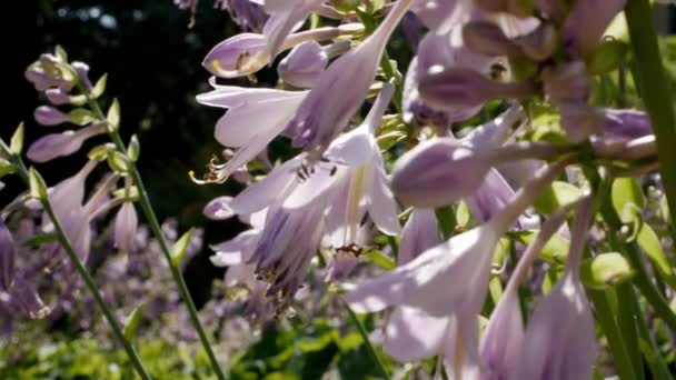 Grupo Flores August Moon Hostas Verano — Vídeos de Stock