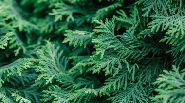 Yeşilli yeşil ardıç iğneleri, yakın çekim.