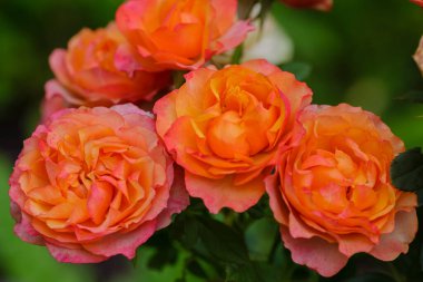 Arkaplanda yeşillik olan yemyeşil güller