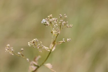 Kurumuş çiçek bitkisi, yakın çekim
