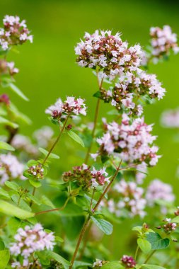Yeşil arka planda çiçek açan kekik çiçekleri.