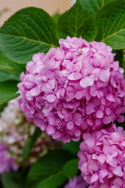 Yeşil yapraklı pembe ortanca kabarıklığı.