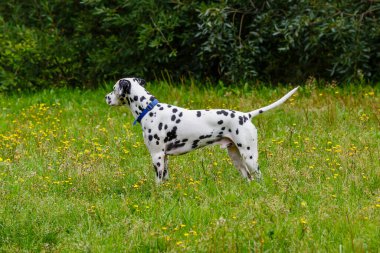 Yeşil sahnede Dalmaçyalı köpek ve çimenlerde çiçek açan karahindibalar.