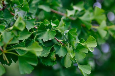 Ağaç dalında su damlaları olan ginkgo biloba yaprakları