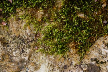 Yeşil bitkiler ve yosunlarla kaplı doğal bir taş.