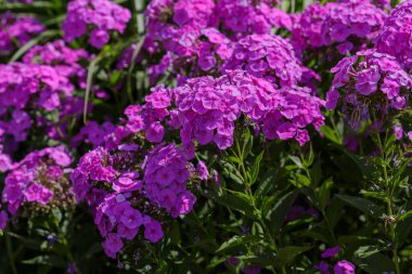 Güneş ışığında yeşil yapraklı mor fenox çiçekleri