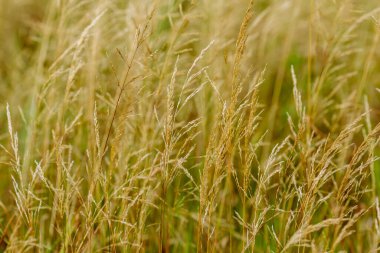 Doğal arka planda yabani otların kuru kulakları.