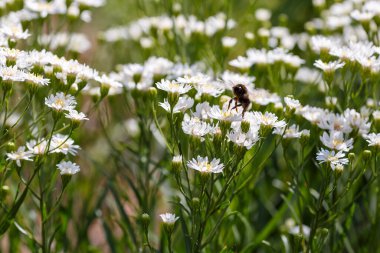 Tarlada arılarla birlikte büyüyen papatyalar