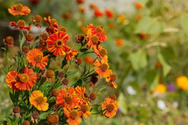 turuncu helenyum çiçekleri yeşilliklerle çevrili