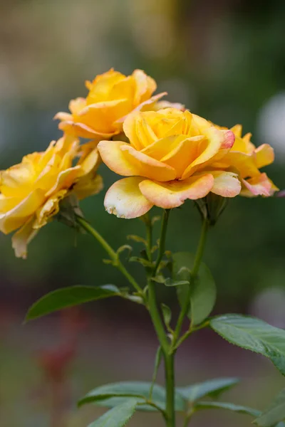 Зеленый Стебель Листьями Цветущими Желтыми Розами — стоковое фото