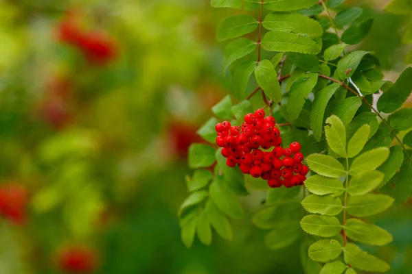 Yeşil Ağaçta Yetişen Kırmızı Böğürtlen Manzarası — Stok fotoğraf
