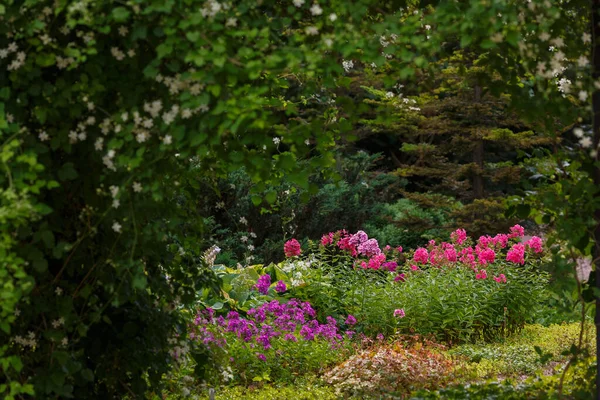 Vista Del Jardín Con Flores Florecientes Flex Arbustos — Foto de Stock