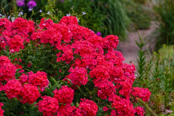 Bokor Vörös Phlox Virágok Bokor Zöld — Stock Fotó