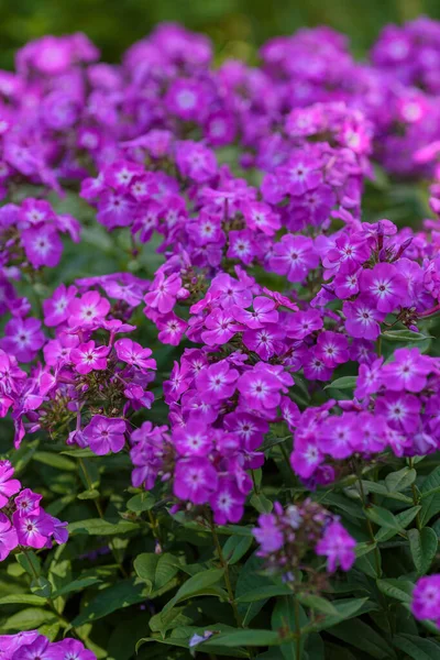 Purpurowe Kwiaty Floksu Słońcu Zielonymi Liśćmi — Zdjęcie stockowe
