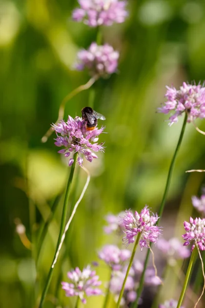 Pink Alliums Bumblebee Close Shot — Stock Photo, Image