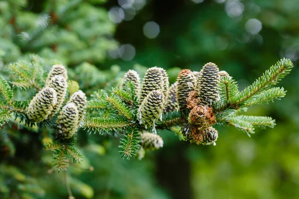 Branche Sapin Avec Aiguilles Cônes Verts — Photo