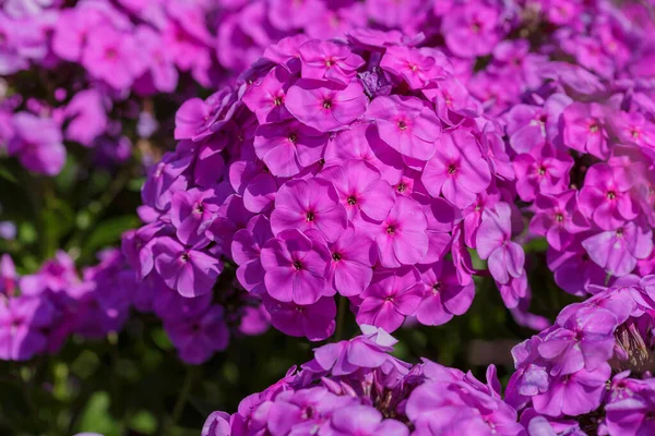 Purpurowe Kwiaty Floksu Słońcu Zielonymi Liśćmi — Zdjęcie stockowe