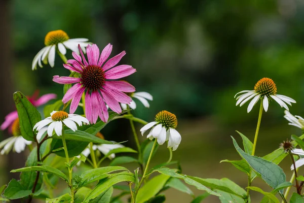 White Pink Echinacea Flowers Blooming Flowerbed — Stock Photo, Image