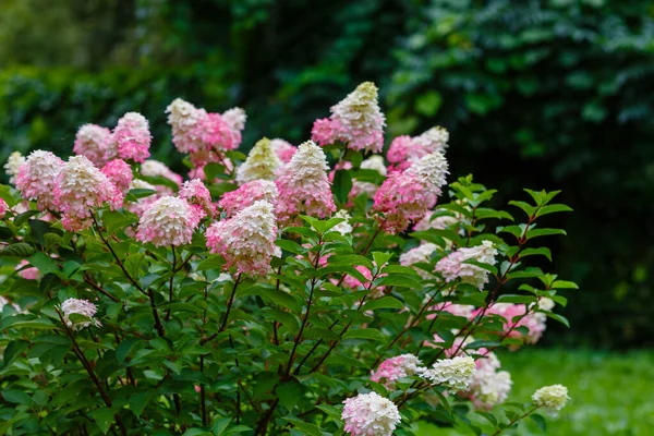 Arbusto Hortensias Rosadas Blancas Rodeado Vegetación —  Fotos de Stock
