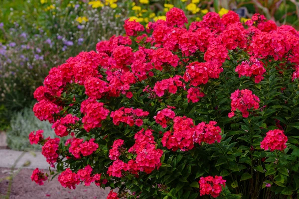 Buske Röda Flox Blommor Buske Med Grönska — Stockfoto