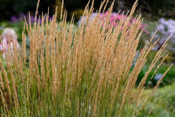 Calamagrostis Acutiflora Piccioli Che Crescono All Aperto — Foto Stock