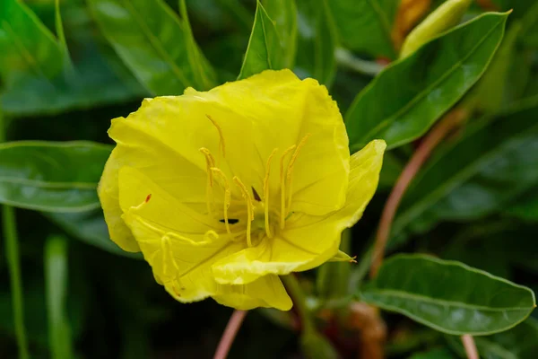 Yellow Oenothera Surrounded Green Leaves — Stock Photo, Image