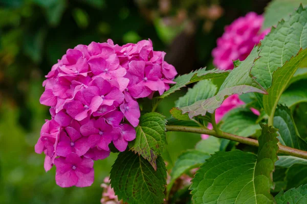 Inflorescence Hortensia Rose Aux Feuilles Vertes — Photo