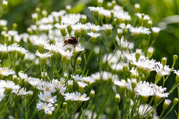 Дикие Маргаритки Растущие Поле Пчелами — стоковое фото