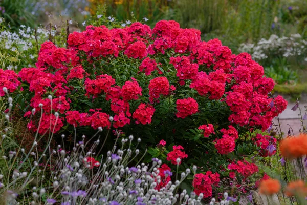 Buske Röda Flox Blommor Buske Med Grönska — Stockfoto