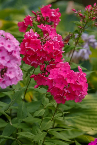 Light Lush Pink Phlox Flowers Greenery — Stock Photo, Image