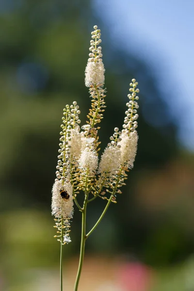 Plant Fluffy Stems Blurry Background — Stock Photo, Image