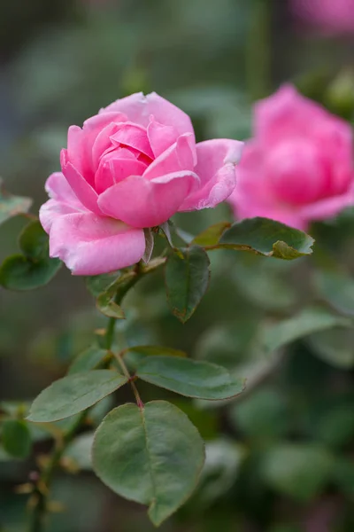 Jasnoróżowa Kwitnąca Róża Zielonymi Liśćmi — Zdjęcie stockowe
