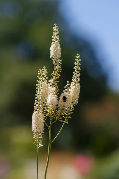 Plant Fluffy Stems Blurry Background — Stock Photo, Image