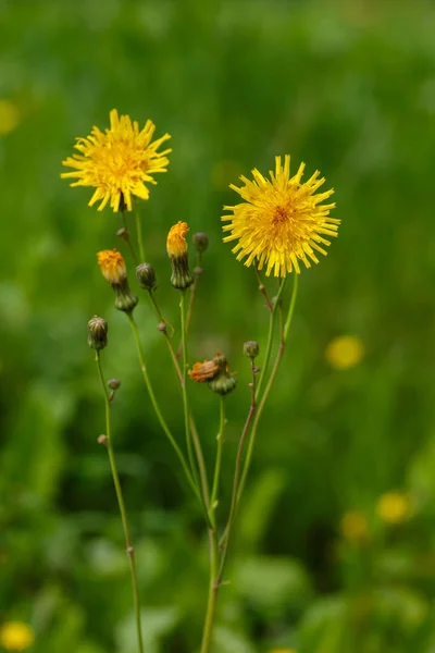 Denti Leone Gialli Con Vegetazione Lussureggiante Sfondo — Foto Stock