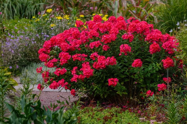 Buske Röda Flox Blommor Buske Med Grönska — Stockfoto