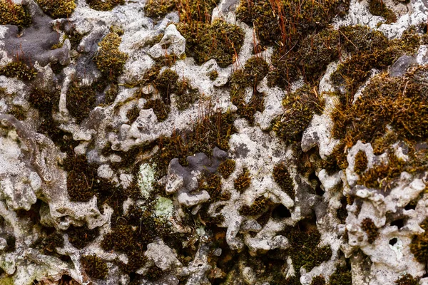 Přírodní Kámen Pokrytý Zelenými Rostlinami Mechem — Stock fotografie