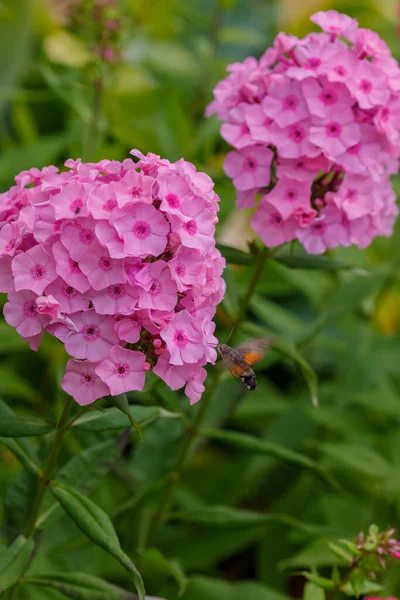 Insect Flying Pink Phlox Flowers — Stock Photo, Image