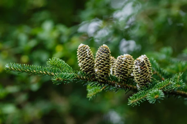 Branche Sapin Avec Aiguilles Cônes Verts — Photo