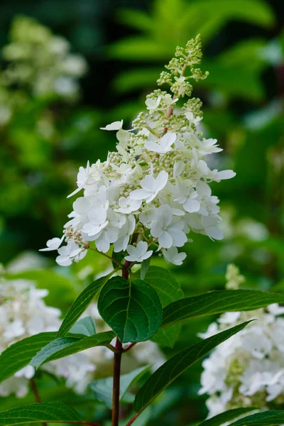 Hortensia Blanca Paniculada Arbusto Con Hojas Verdes —  Fotos de Stock