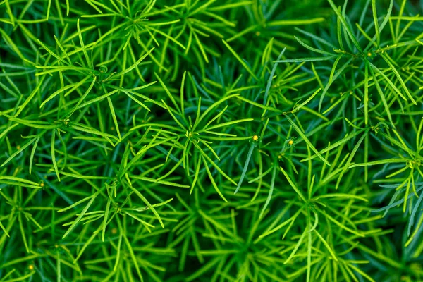 Lush Green Pine Needles Close Shot — Stock Photo, Image