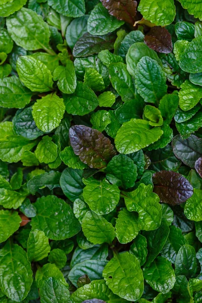 Frunze Verzi Luxuriante Aproape Împușcat — Fotografie, imagine de stoc