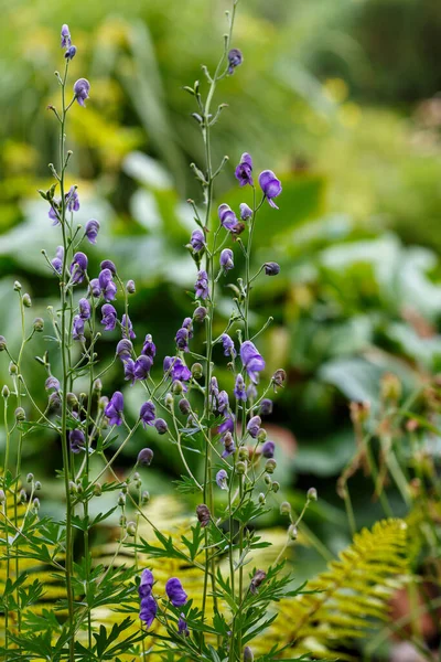 緑の葉を持つ紫色のオオムギの花 — ストック写真