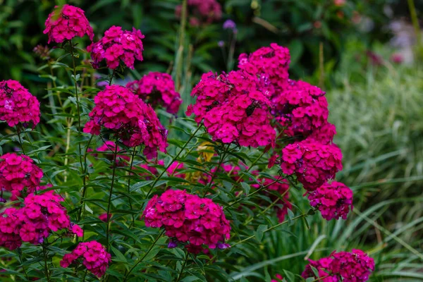 Bokor Rózsaszín Phlox Virágok Bokor Zöld — Stock Fotó