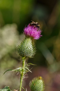  Carduus cevizlerinin mor çiçeğinin üzerindeki arı