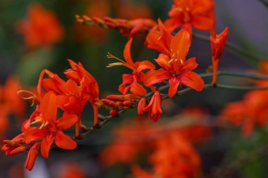 Timsah çiçeği sapında, yakın çekim.