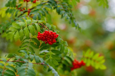 Yeşil ağaçta yetişen kırmızı böğürtlen manzarası