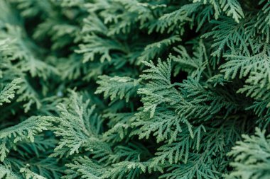 Yeşilli yeşil ardıç iğneleri, yakın çekim.