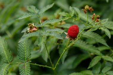 yemyeşil yapraklarla çevrili kırmızı dut